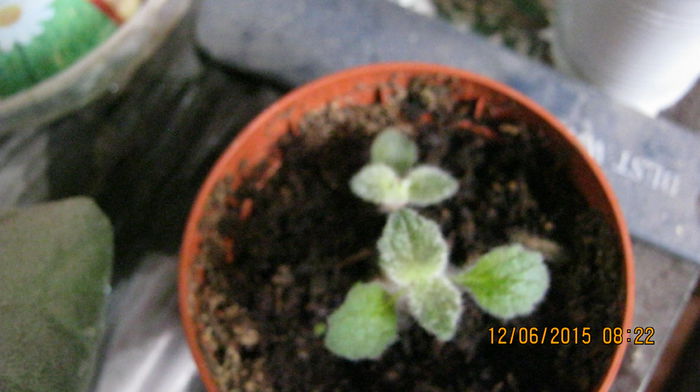 Eucodonia - Ciresar