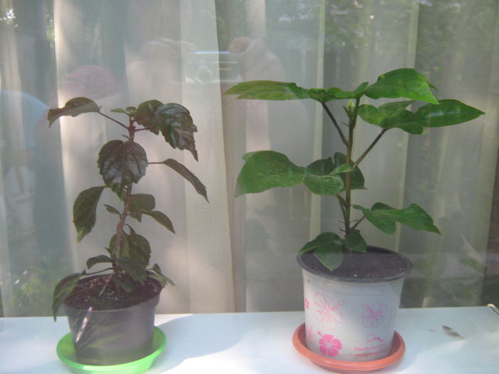 Picture My plants 3551