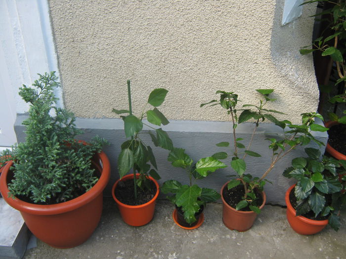 Picture My plants 3556