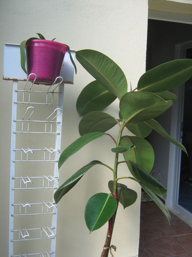 Picture My plants 3560