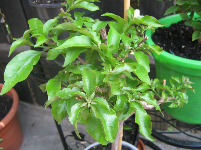 Picture My plants 3564