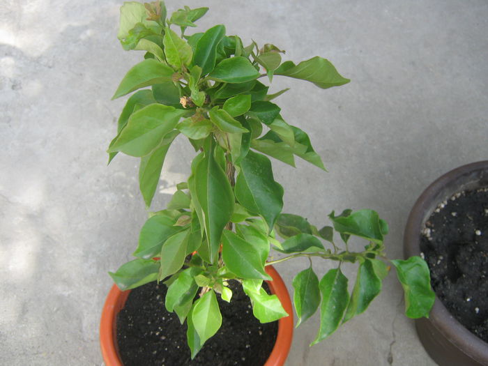 Picture My plants 3567