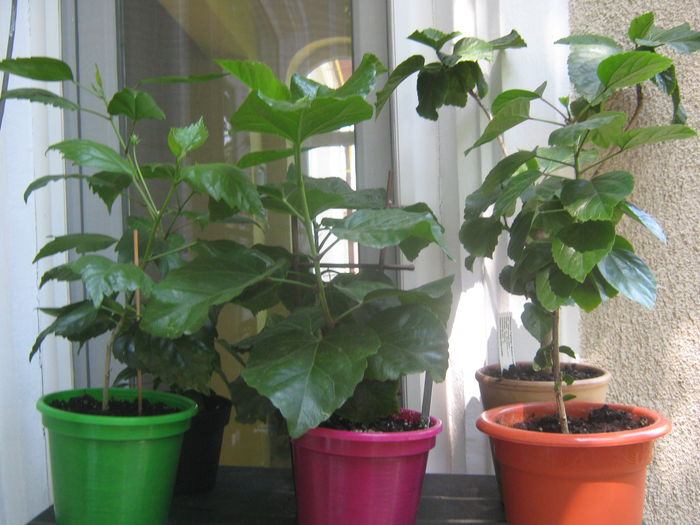 Picture My plants 3586