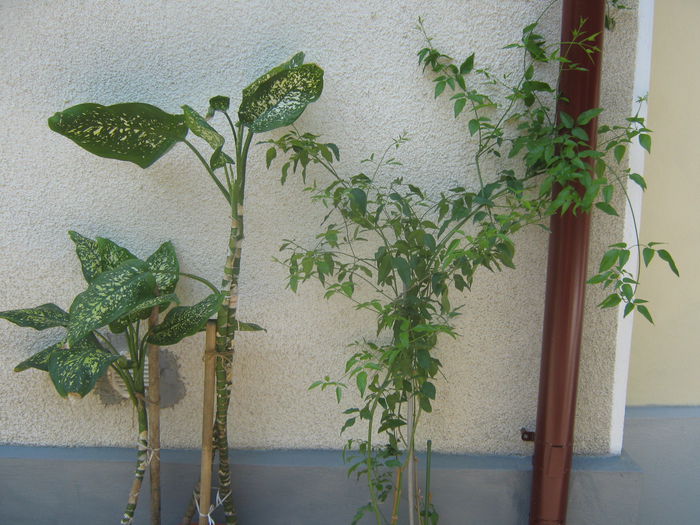 Picture My plants 3589