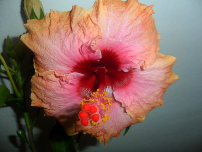 SAM_5939 - hibiscusi 2015-3