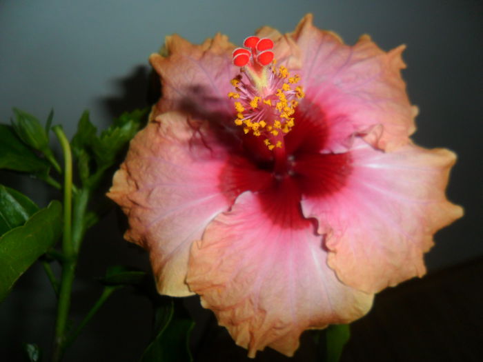 SAM_5943 - hibiscusi 2015-3