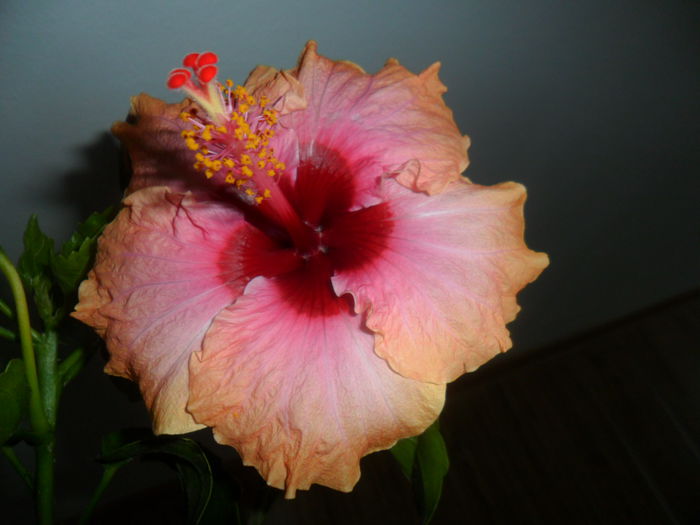 SAM_5945 - hibiscusi 2015-3