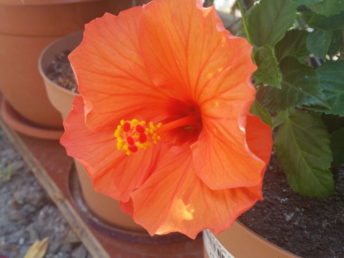  - hibiscus