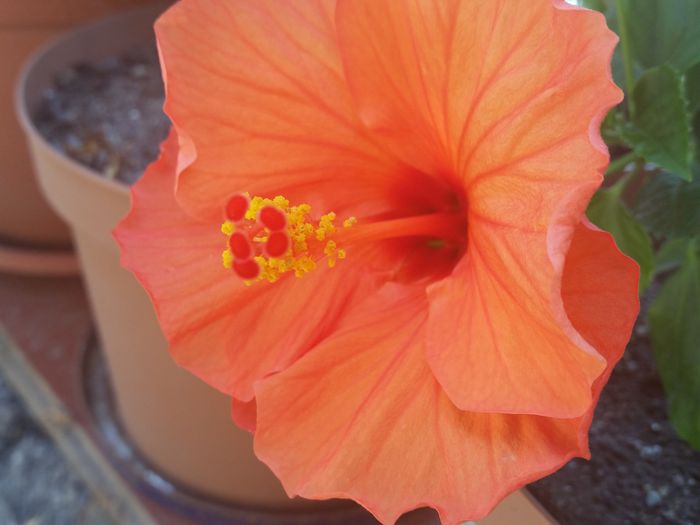  - hibiscus