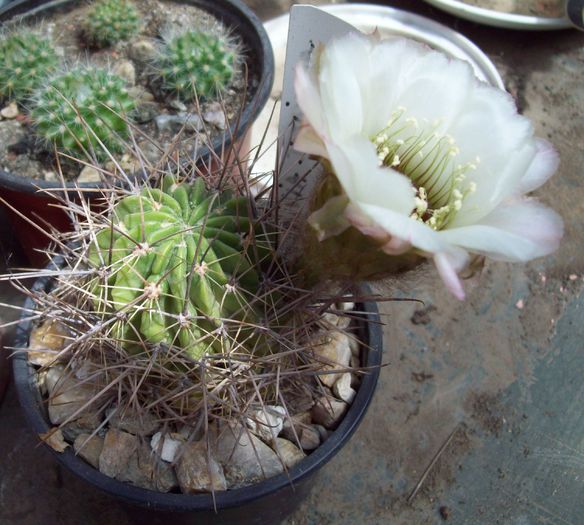 Lobivia jajoiana cv. Anemone - Cactusi