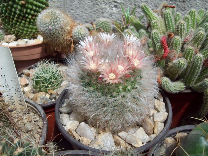 Mammillaria bocasana. - Cactusi