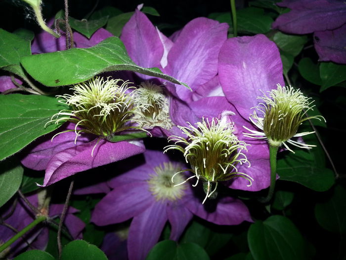 20150521_204415 - PINK CHAMPAGNE KAKIO