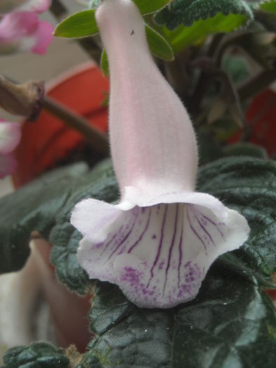  - 0 Zambetul florilor