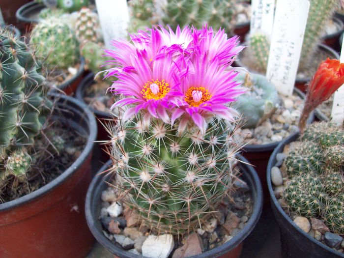 Escobaria vivipara - Cactusi