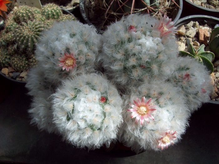 Mammillaria bocasana (multilanata) - Cactusi