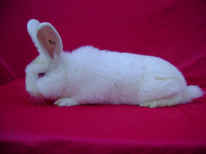 Masc KB - 2,5 luni - Schineni-BC; Cuib K 25.03.2015
Tata M3 + Mama F
