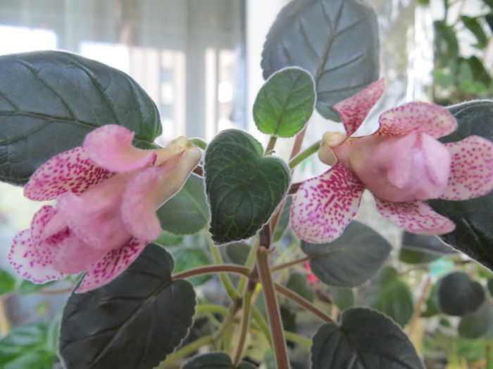  - mini sinningii 2015