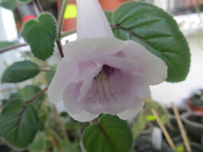  - mini sinningii 2015