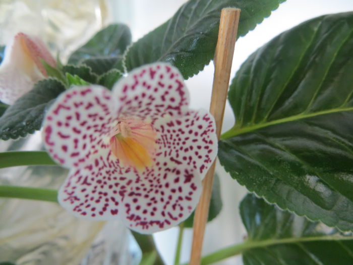  - mini sinningii 2015