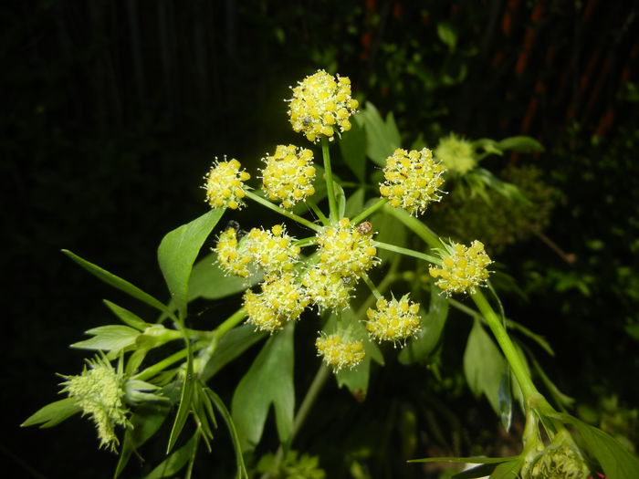 Lovage Flower. Leustean (2015, May 31)