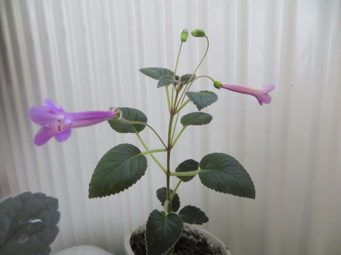  - mini sinningii 2015