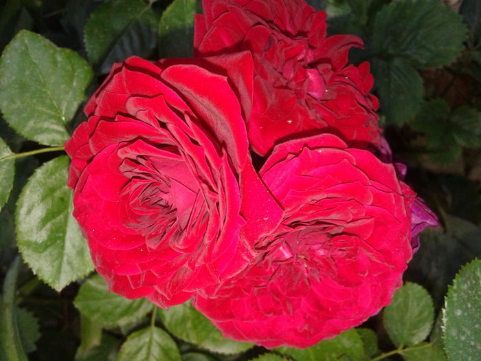 20150611_190217 - Kordes-Rotkappchen rose