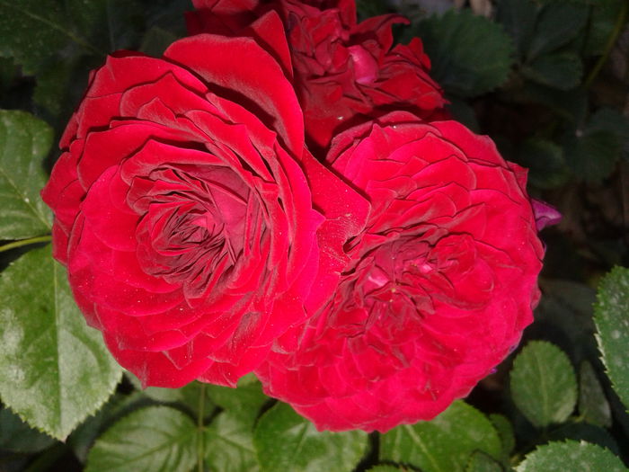 20150611_190240 - Kordes-Rotkappchen rose