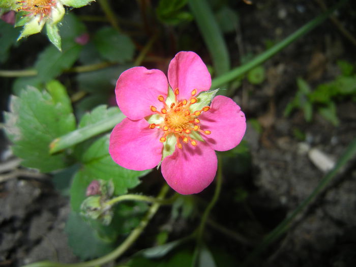 Strawberry Flower (2014, May 13)