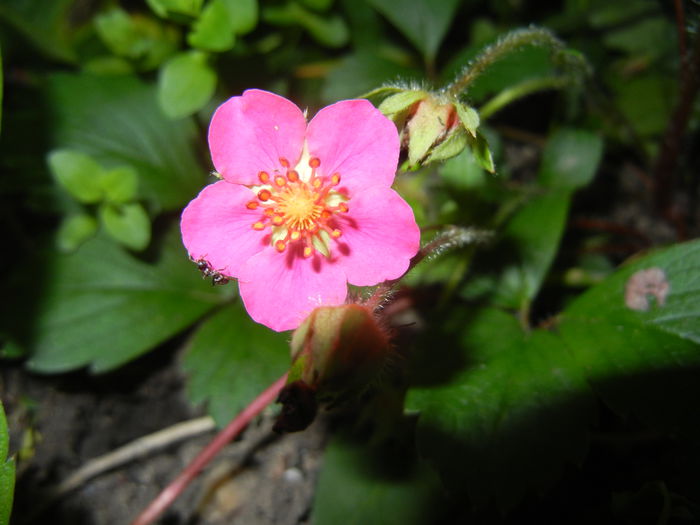 Strawberry Flower (2014, May 24) - Strawberry_Capsuni