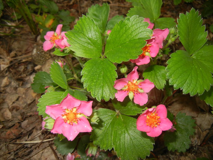 Strawberry Flowers (2015, May 02)