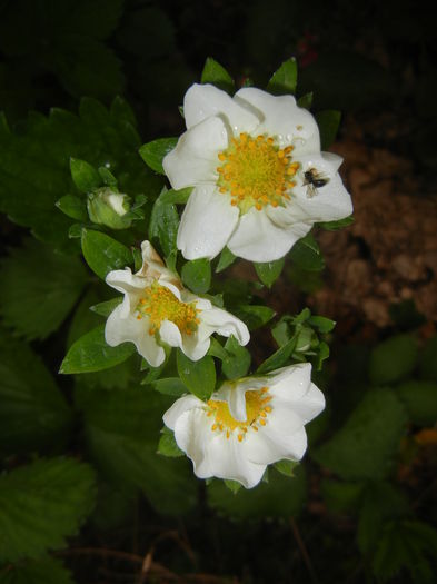 Strawberry Flowers (2015, May 02)