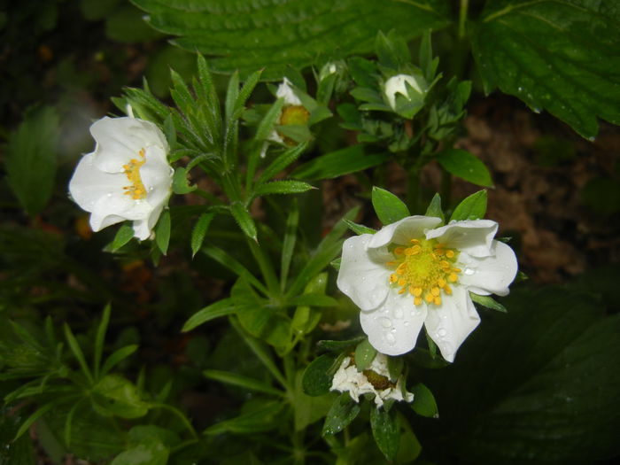 Strawberry Flowers (2015, May 02)