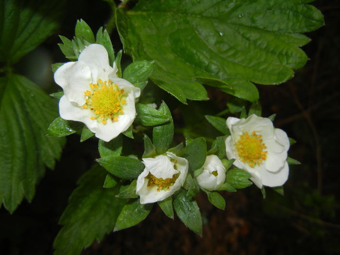 Strawberry Flowers (2015, May 02)