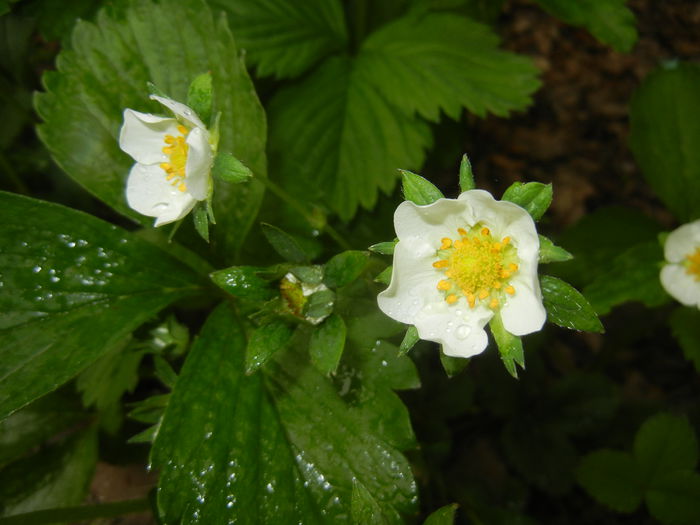 Strawberry Flowers (2015, May 02)