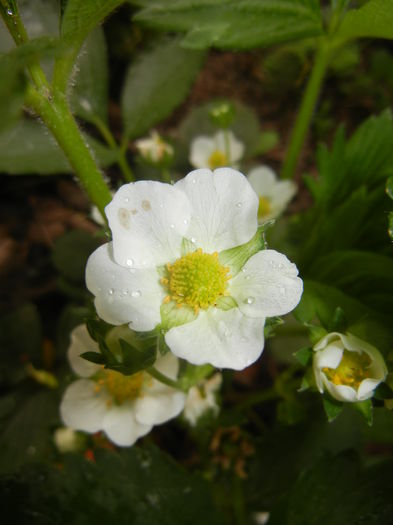 Strawberry Flowers (2015, May 02)