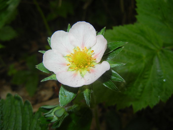 Strawberry Flower (2015, May 02)