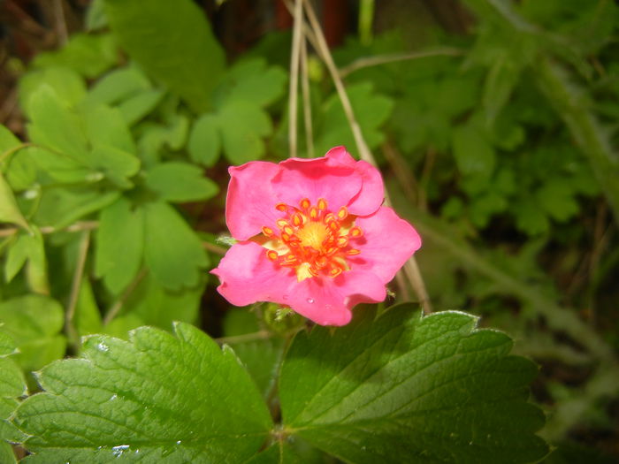 Strawberry Flower (2015, May 02)