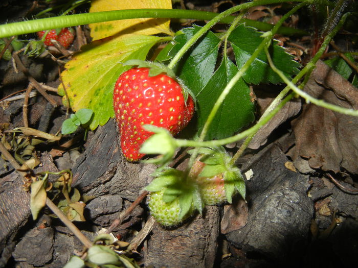 Strawberries. Capsuni (2015, May 25)