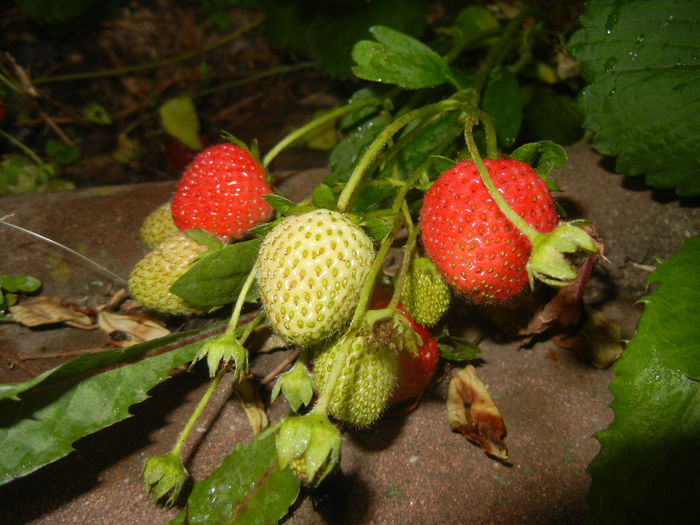 Strawberries. Capsuni (2015, May 25)