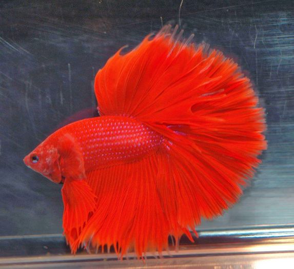 Peste-BETA SPLENDENS