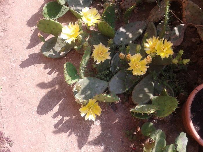 Fotografie-0001 - cactusi si alte suculente