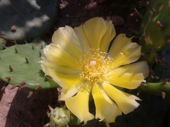 Fotografie-0002 - cactusi si alte suculente