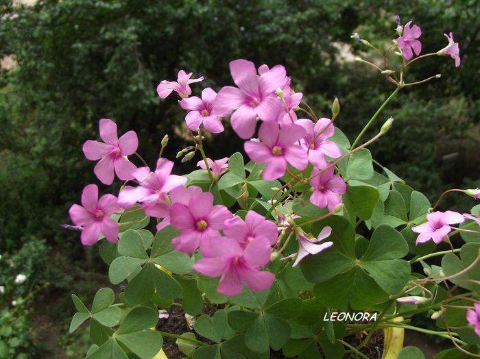 oxalis - Diverse flori