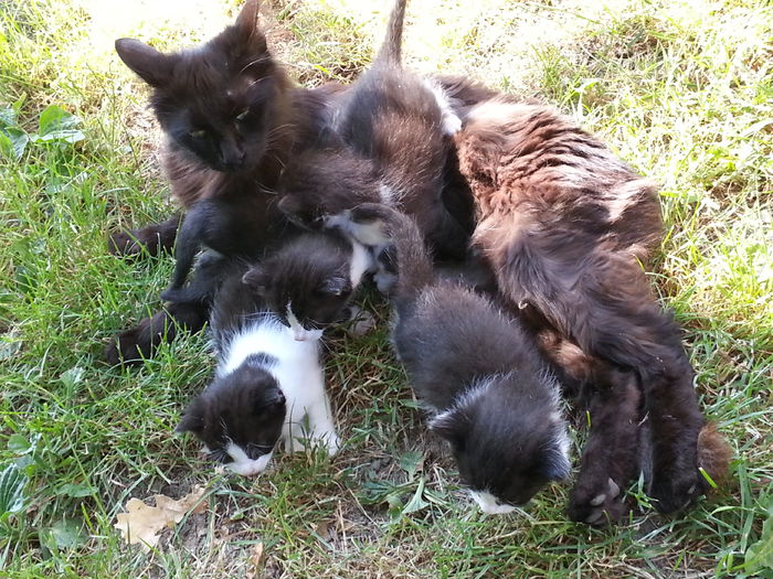 Miti si gasca ei....