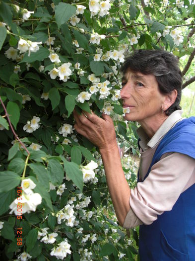 iasomie frumos mirositoare - Gradina Casa si Plante Rare sau Deosebite  pentru Sanatate2 - GabrielOm