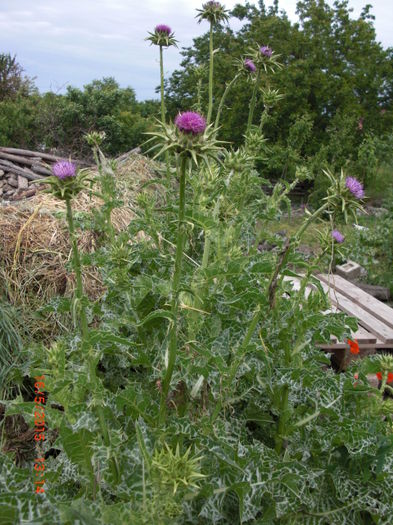 armurariu prietenul ficatului - Gradina Casa si Plante Rare sau Deosebite pentru Sanatate2