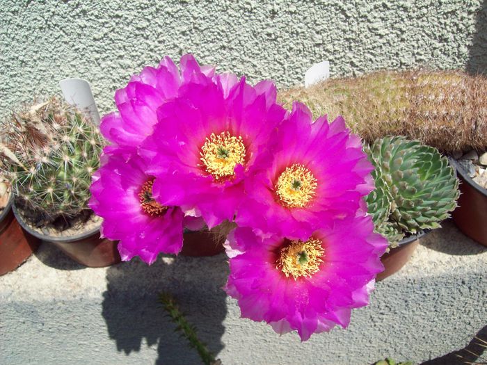 Echinocereus reichenbachii var. baileyi DF 1327 - Cactusi