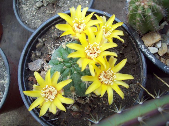 Weingartia riograndensis - Cactusi