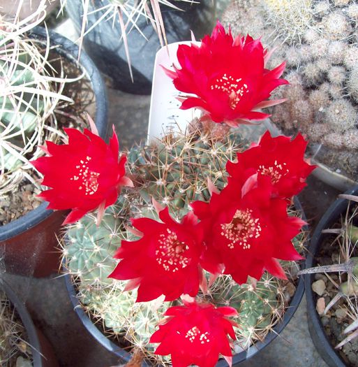 Lobivia jajoiana - Cactusi