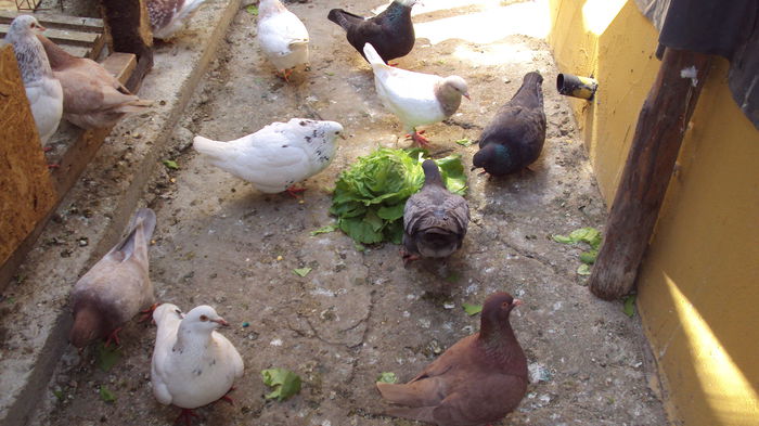 adunarea la o... salata :)) - 03_texan